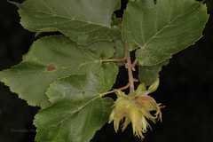 Corylus jacquemontii